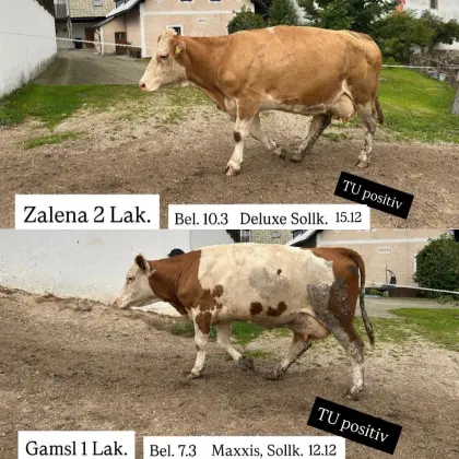 Bio Fleckviehkuh