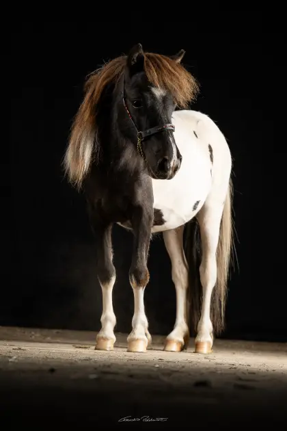 Minishetland-Jungstute, Rappschecke homoz. aus Splashed White