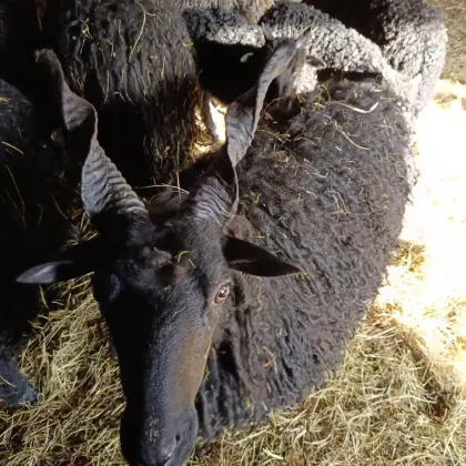 Lammfleisch, Biozackelschaf oder Biokrainersteinschaf