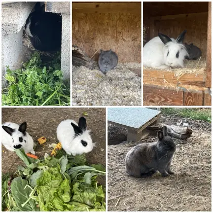 Kaninchen