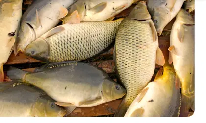 Besatzfische, Karpfen zwischen 0,20 bis 0,60 dag.