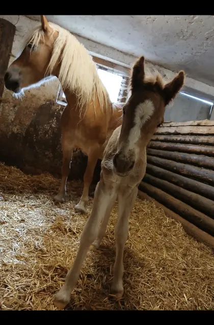 Scarlett-KE, Haflinger Stute