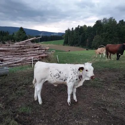 Kalb weiblich Pustertaler Sprinzen