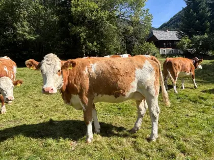 Trächtige BIO Fleckviehkalbin