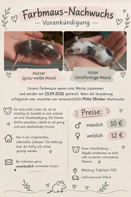 Farbmaus-Nachwuchs erwartet
