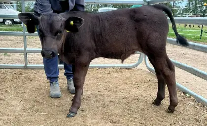 Wagyu-Bullenkalb, Herdbuch, Fullblood