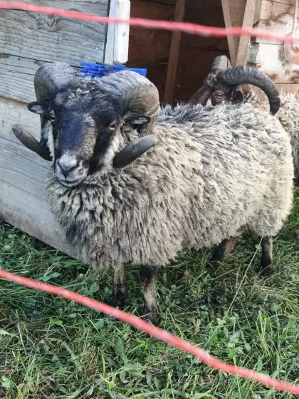 Widder Zwergschaf sucht ein neues Zuhause