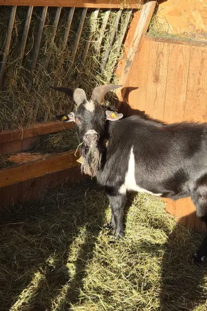 Zwerg-Ziegenbock sucht neues Zuhause