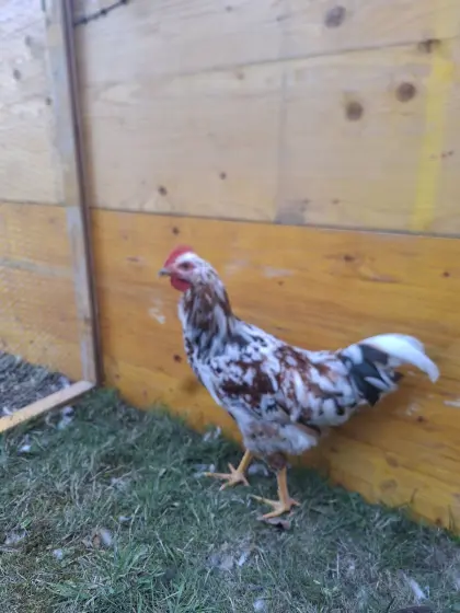 Blumenhuhn, Hähne aus Mischgruppe