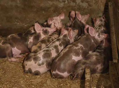 Ferkel, Duroc x Pietrain