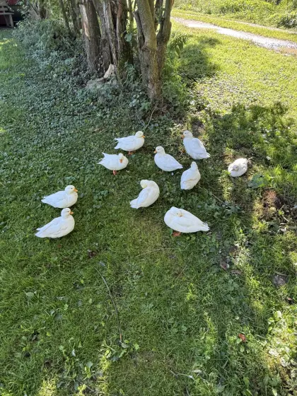 Zwergenten Erpel, Enten