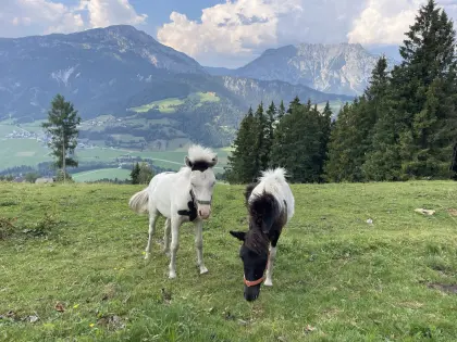 Kinderponys abzugeben