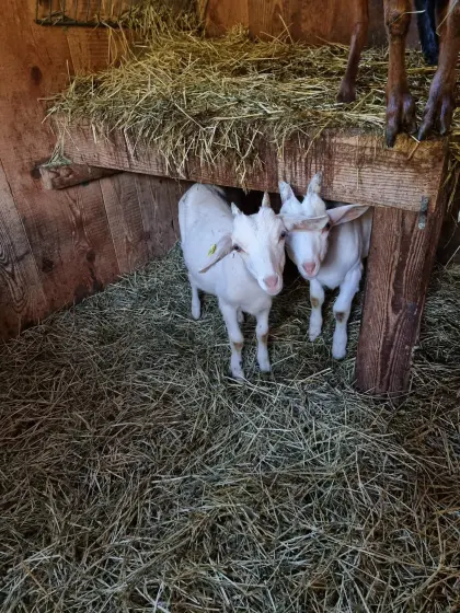 Jungziegen, männlich und weiblich