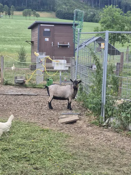 Zwergziegen