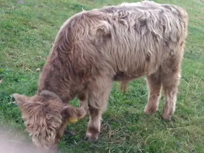 Hochlandrinder Kalbinnen zu verkaufen
