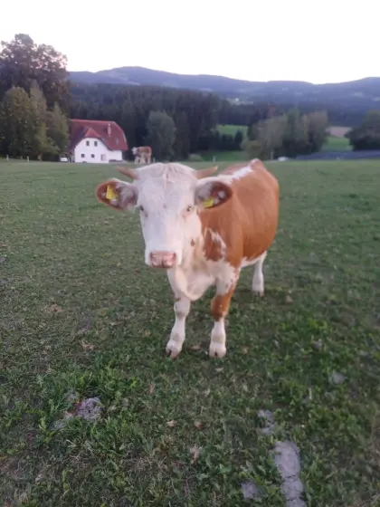 Ennstaler Bergscheck-Kalbin