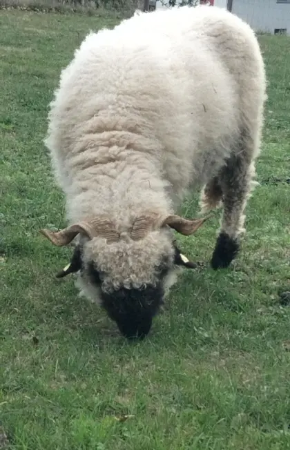 Walliser Schwarznasen