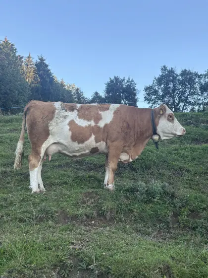 FV Mutterkuh