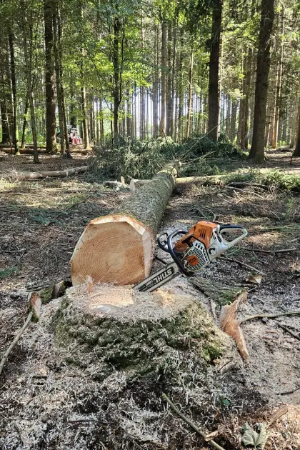 Holzschlägerung, Rückung, Durchforstung