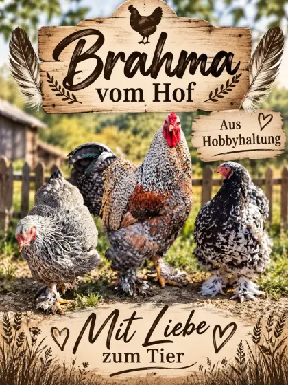 Brahma Bruteier