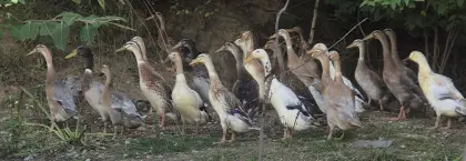 Oberösterreich, Bez. Freistadt