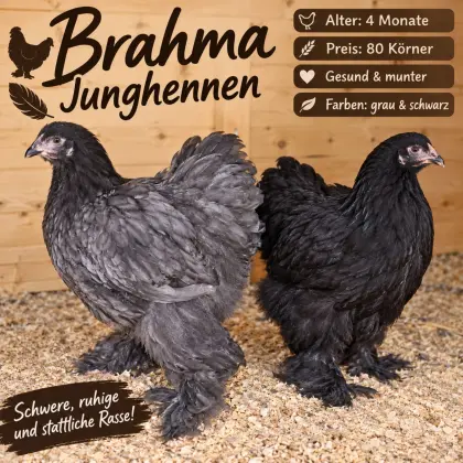 Brahma Junghennen