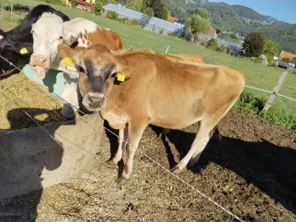 Jährige Jersey-Kalbin zu verkaufen