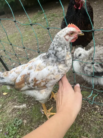 Mix-Hahn, Blumenhuhn, Hahn, Huhn, Henne, Hühner, Küken