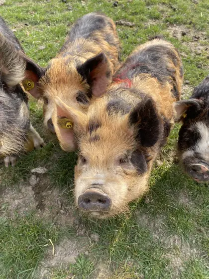 Kunekune