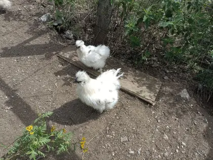 Seidenpärchen