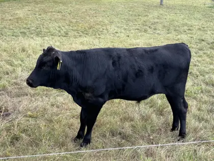 Zwei Wagyu Fullblood Bullenkälber mit Deckbullenpotenzial