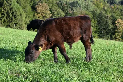 Bio-Galloway-Stierkalb