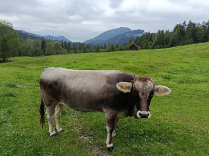 Trächtige Kalbin