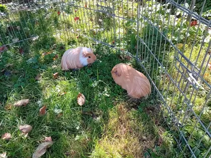 Meerschweinchen