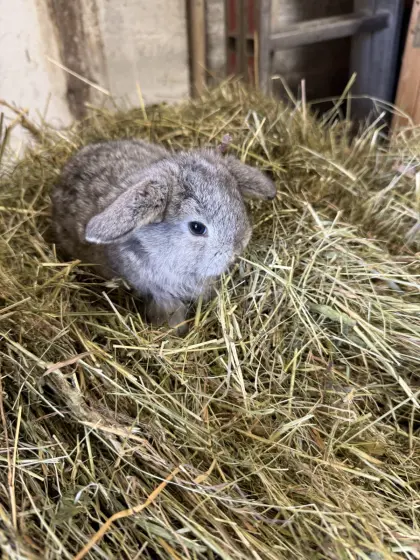 Mini Lops