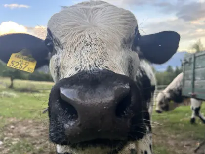 Pustertaler Sprinzen Stierkalb