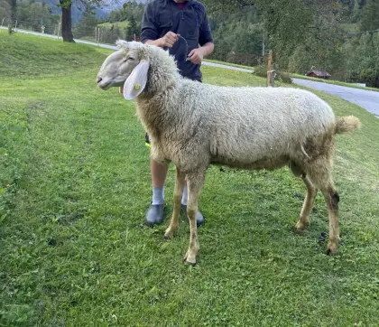 Tiroler Bergschafwidder