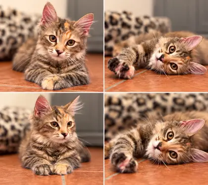 Kleine Kuschelmaus Sophia sucht ihr Zuhause