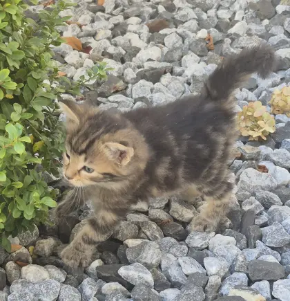 Katzenbaby, Langhaarkätzchen, Langhaar-Mischlingskatze