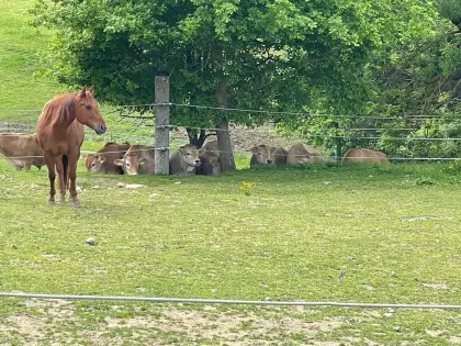 Quarter Horse zu verkaufen
