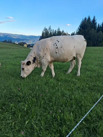 Trächtige Pustertaler Sprinzen Kalbin