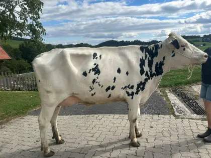 Verkaufe frischmelkende Bio-Holsteinkalbin