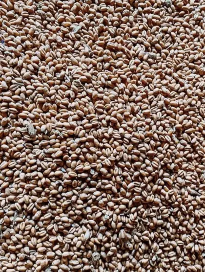 Bio-Triticale
