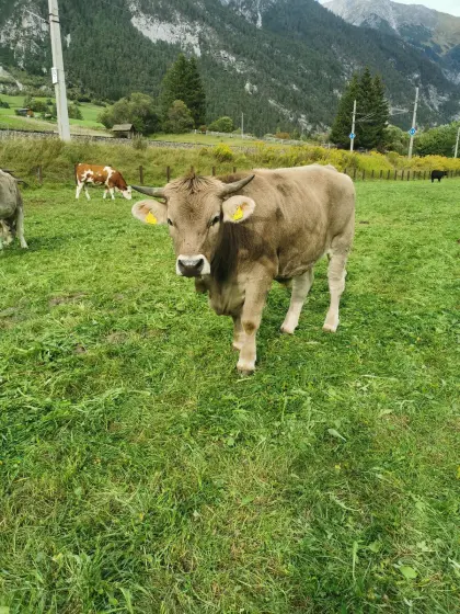 Original Braunvieh-Ochs