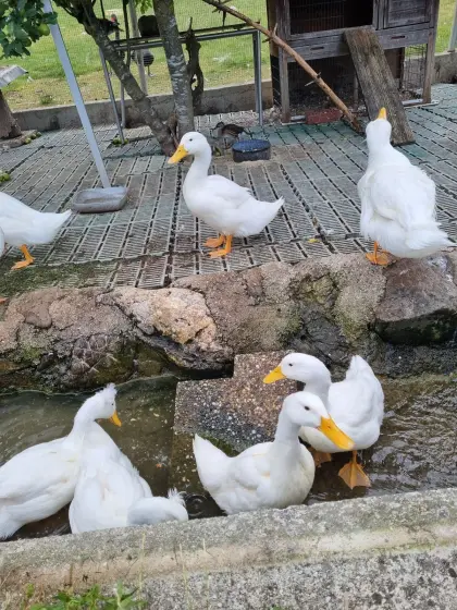 Pekingenten