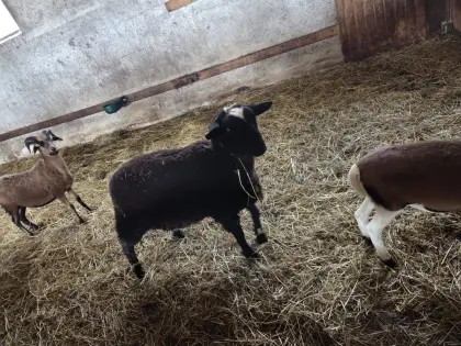 Jura Berrichon Mischlingsbock