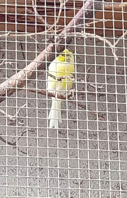 Legehennen, Kanarienvogel, Zebrafinken