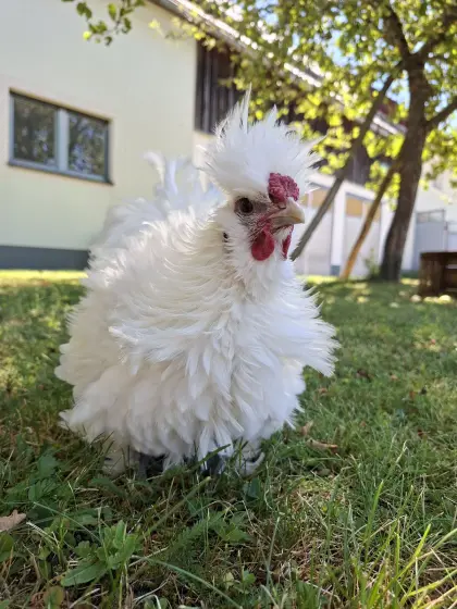 Zwergseidenhahn abzugeben
