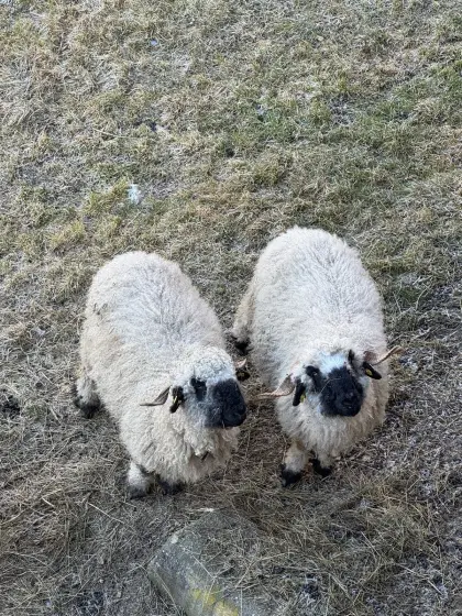 Walliser Schwarznasen