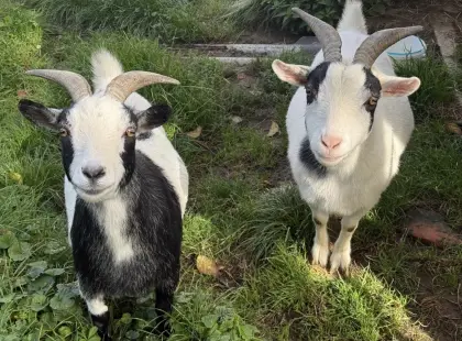 Mini-Zwergziegen